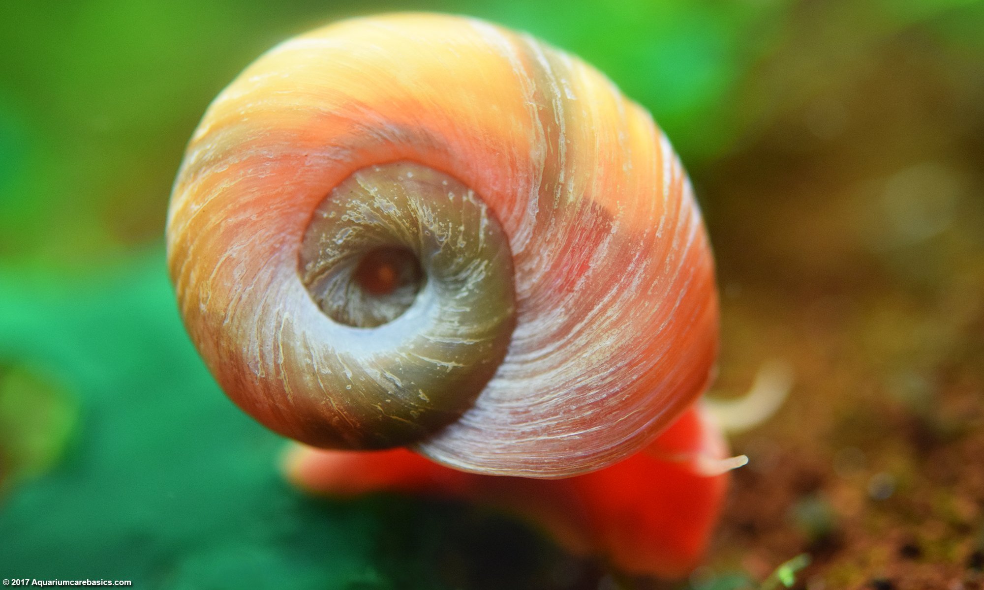 🆓🆓🆓Free red red ramshorn snail this - Exquisite Fishes