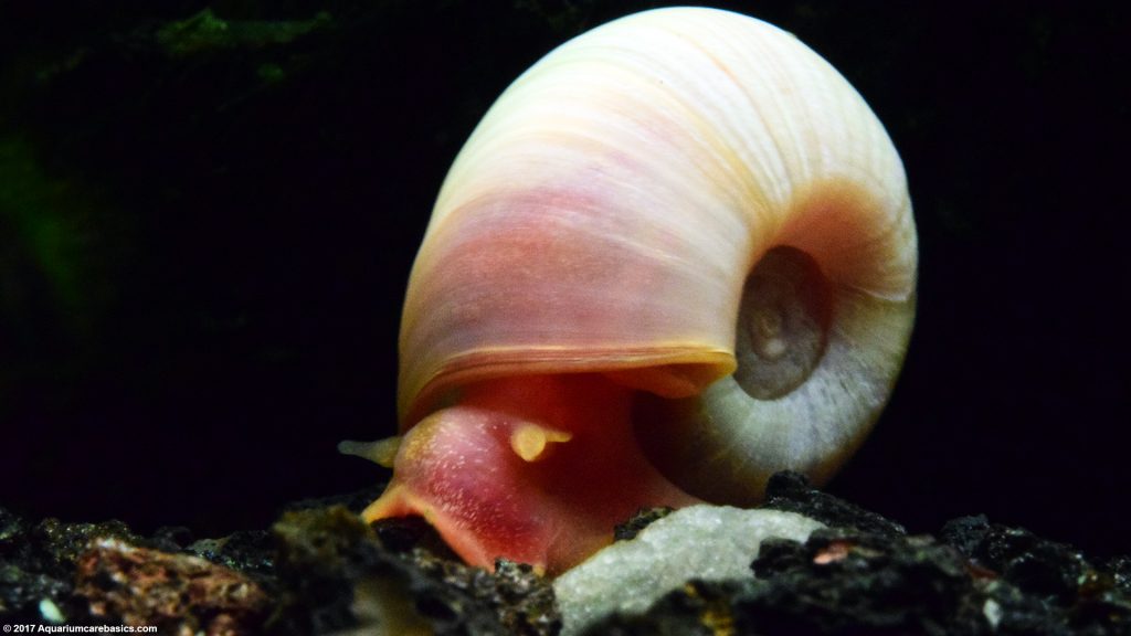 Freshwater Snails Types Of Aquarium Snails Available In Stores