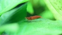 Red Cherry Shrimp On Anubias Barteri Plant