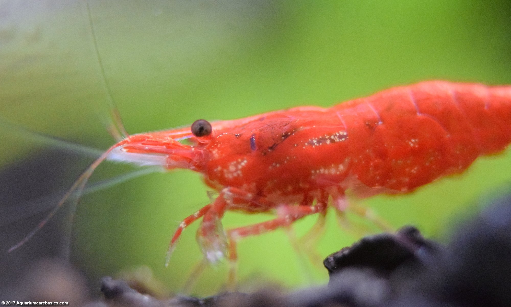 Creating a weekly feeding schedule - Care, feeding and breeding - The  Shrimp Spot