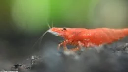 Neocaridina heteropoda, Closeup