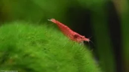 Neocaridina heteropoda, Feeding