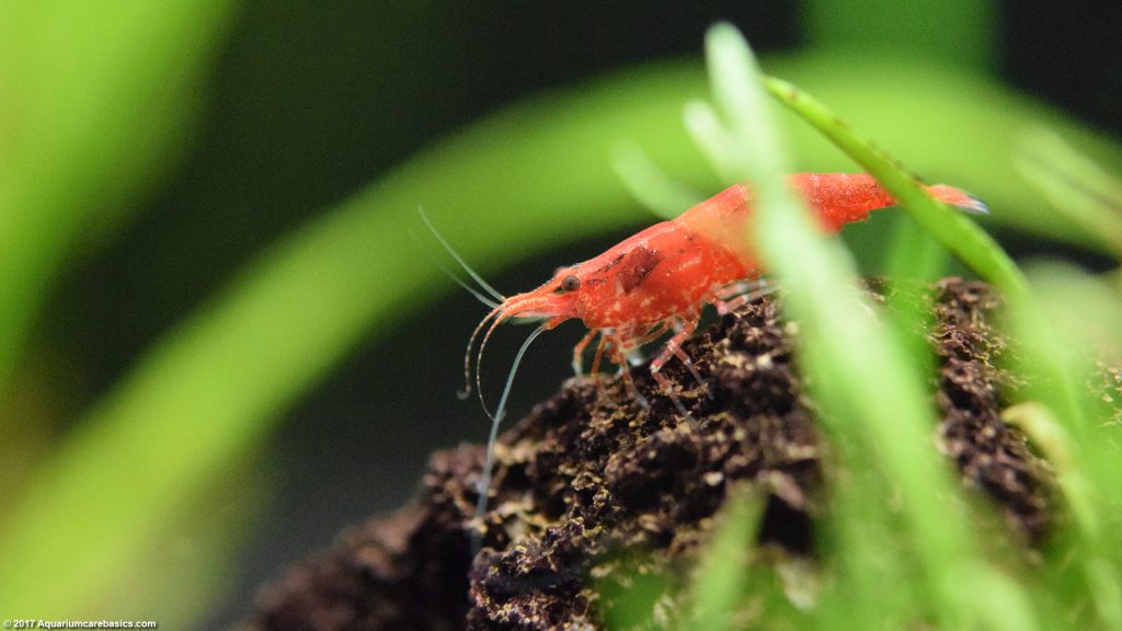 Red Cherry Shrimp, Care, Feeding, Tank Mates & Lifespan