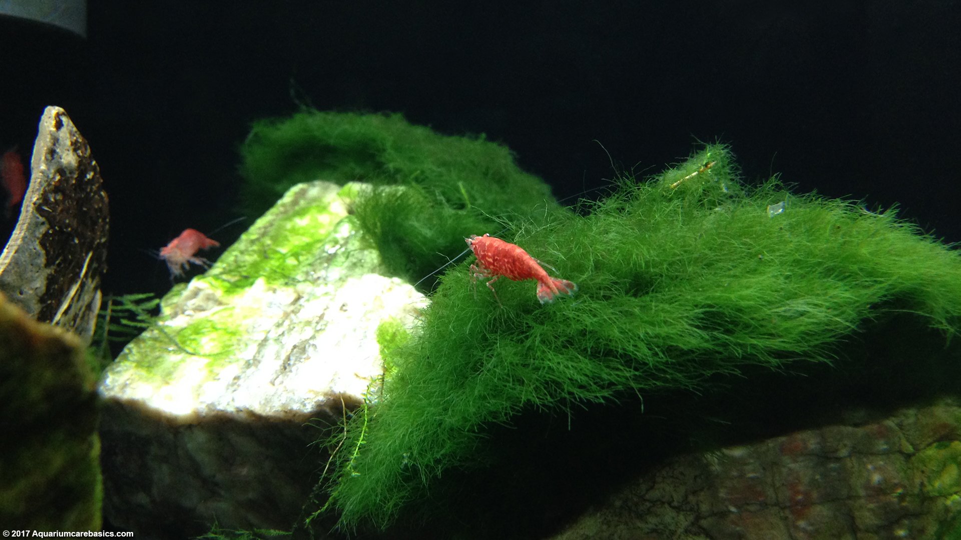 Red Cherry Shrimp Moss Ball 