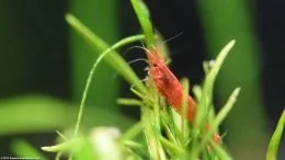 Red Cherry Shrimp Planted Aquarium