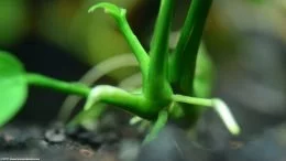 Rhizome Et Racines Sur la plante Anubias Barteri