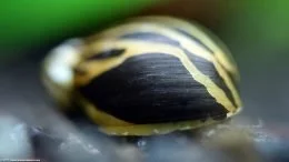Los patrones de la concha del caracol Nerita varían