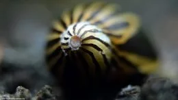 Motifs de rayures sur un escargot nérite zébré