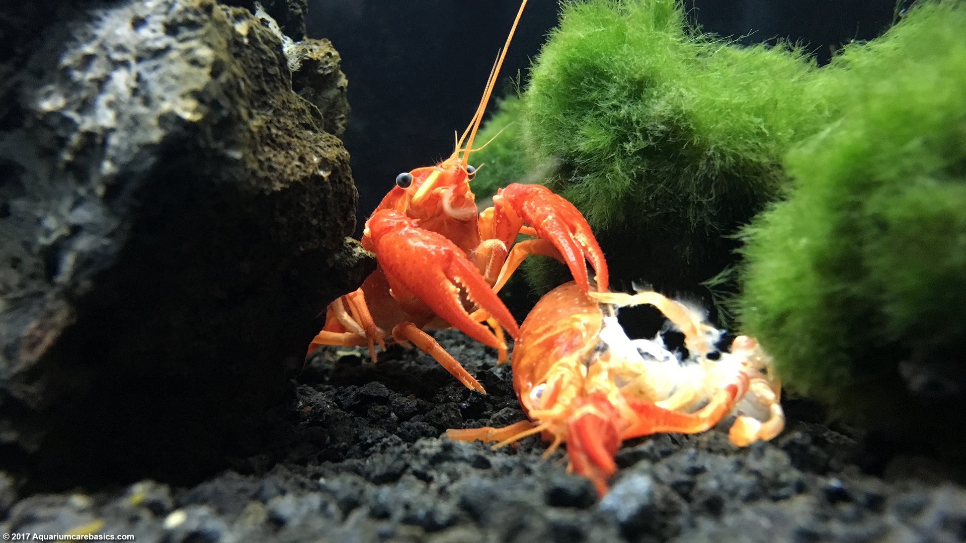 Tangerine Lobster Care Size Color Food Feeding Tankmates