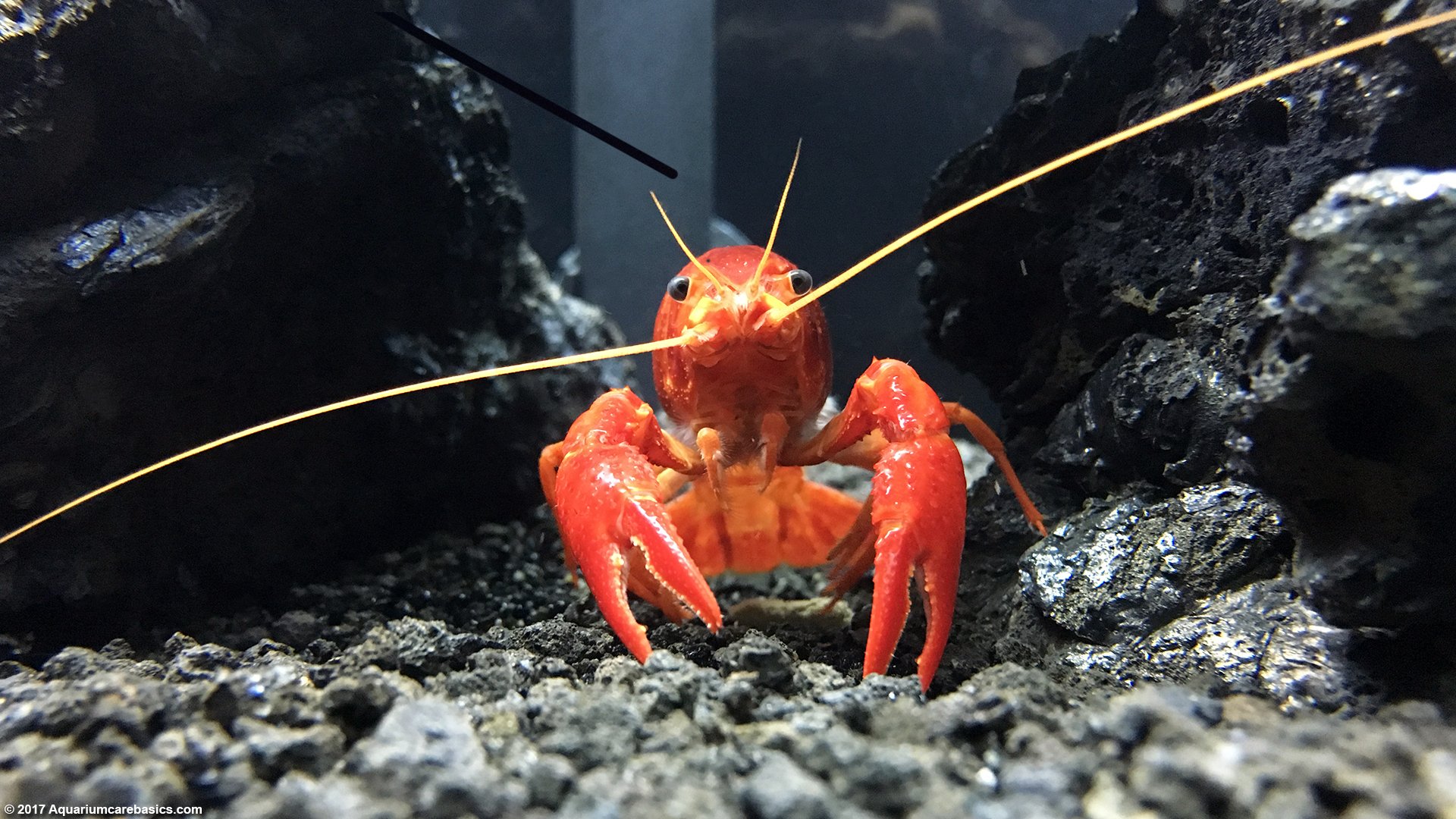 tangerine lobster compatibility