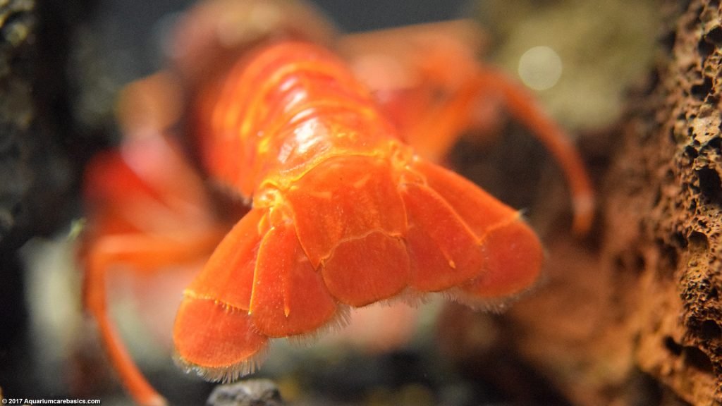 tangerine lobster