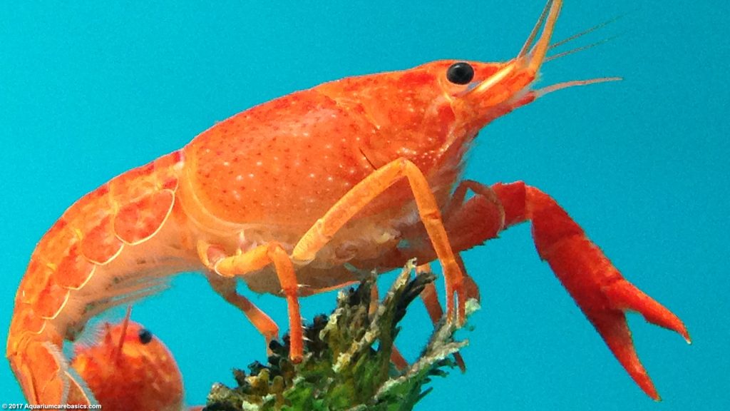 tangerine lobster