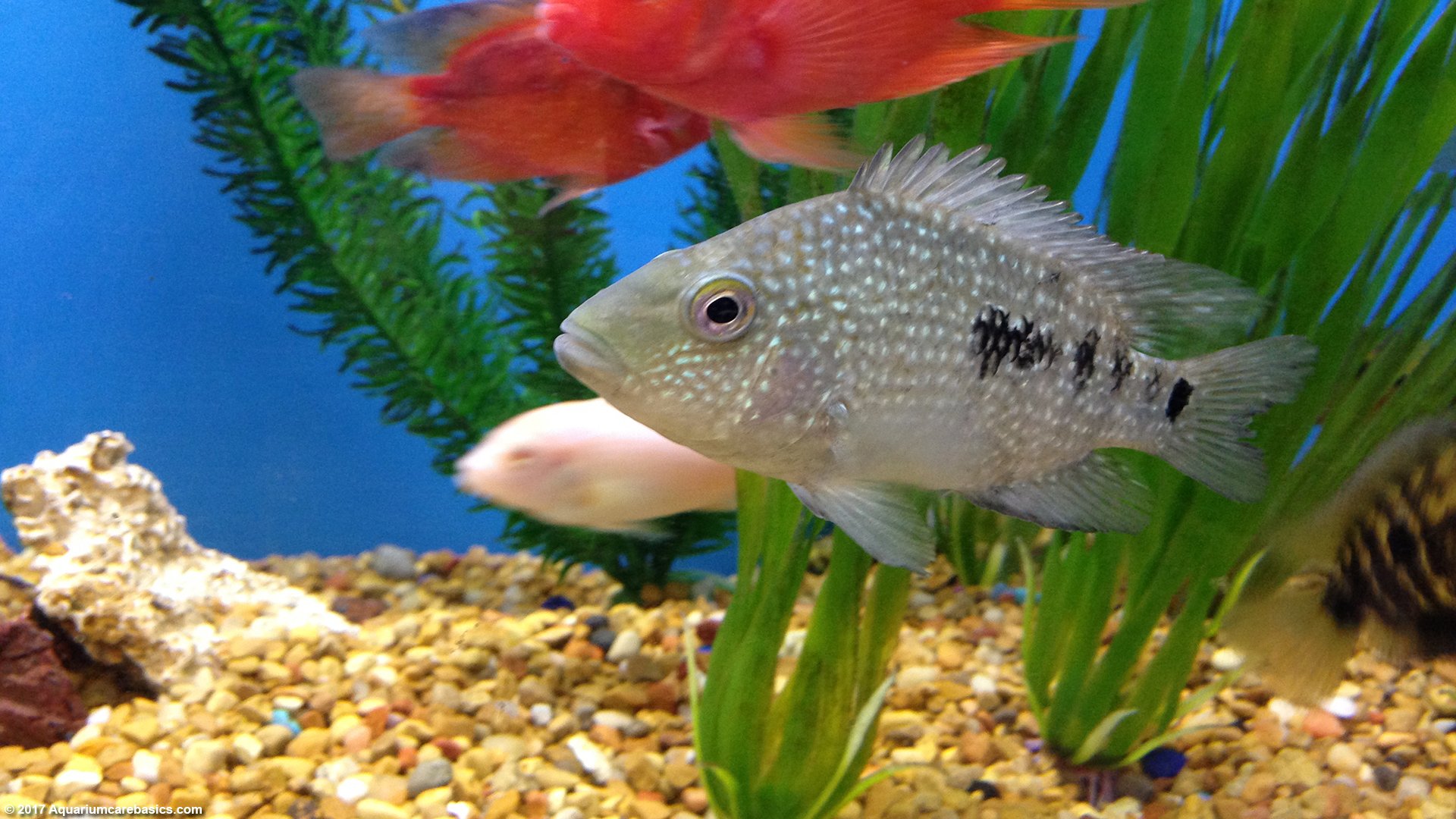 Freshwater Aquarium Fish Species For Tropical Tanks - Texas CichliD