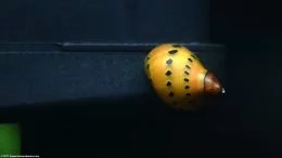 Tiger Nerite Snail On パワーフィルター
