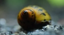 Tiger Nerite Snail Color, Marrone