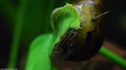 Escargot nérite tigre mangeant de la matière végétale morte mortes