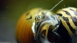 Oko ślimaka z gatunku Tiger Nerite, Zbliżenie