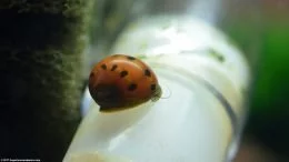 Tijgerneerslakkenslak voedt zich met voedsel dat groeit op plastic Buizen