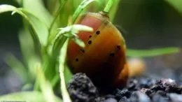 Escargot nérite tigre sur microplante épée