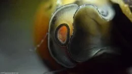 Tijgerneerslakkenslak beweegt over glas