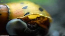 タイガーネライト・カタツムリの殻。 アップクローズ