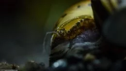 Tijgerneriet-slak: Schelp en oog, Van dichtbij