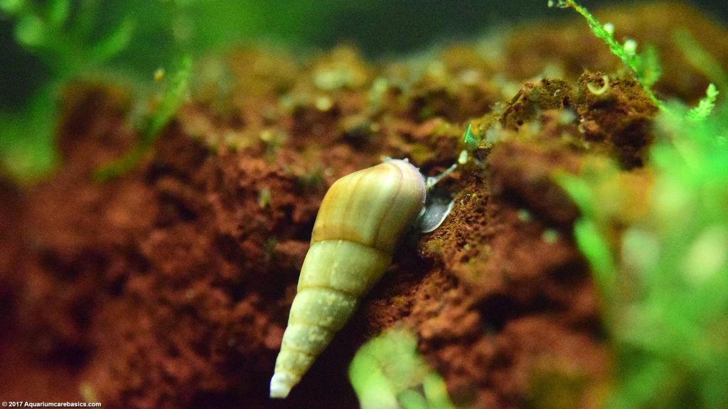 Freshwater Snails: Types Of Aquarium Snails Available In Stores