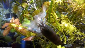 Vampire Shrimp: Care, Food & Lifespan & Tank Mates