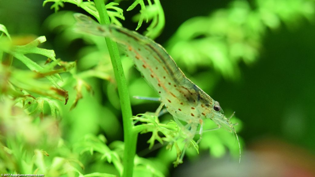 Amano Shrimp Care, Feeding, Algae Eating, Size, Lifespan - Video