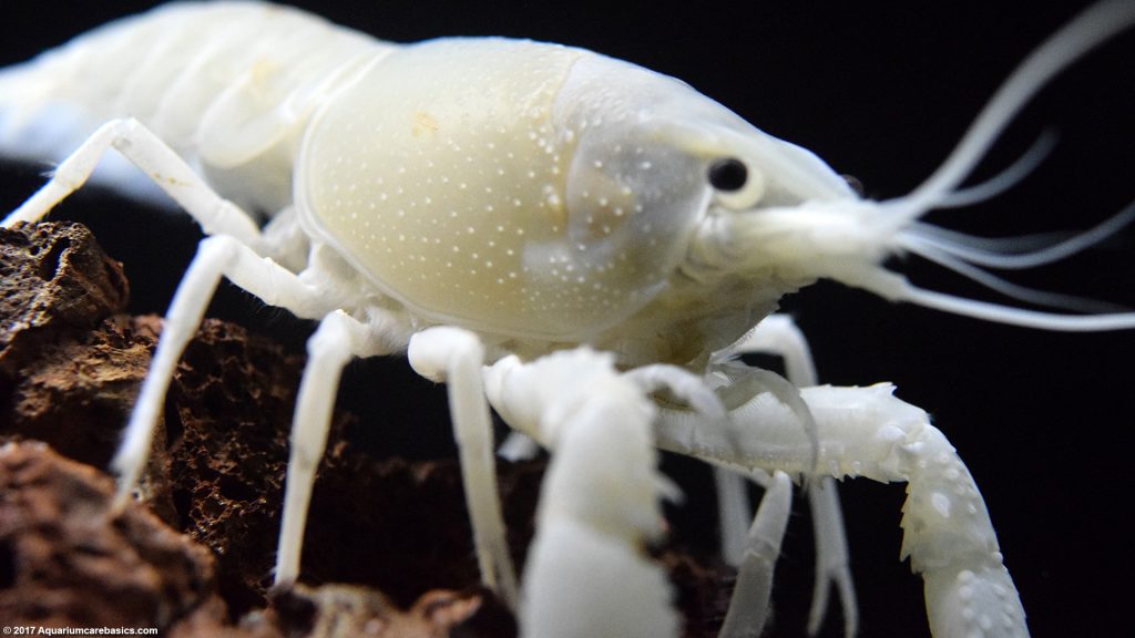 White Crayfish Care Size Feeding Tankmates And Molting Video