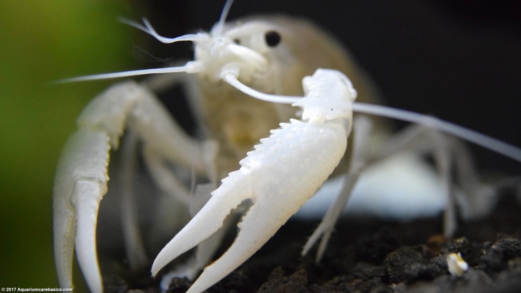 White Crayfish: Care, Size, Feeding, Tankmates & Molting - Video