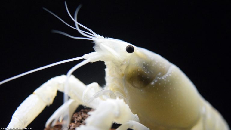 White Crayfish: Care, Size, Feeding, Tankmates & Molting - Video