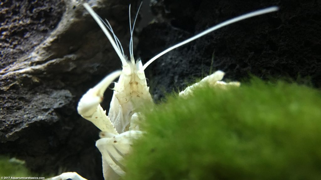 White Crayfish: Care, Size, Feeding, Tankmates & Molting - Video