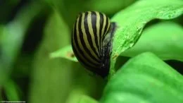 Zebra Nerite Snail On Anubias Barteri Leaf