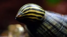 Zebra Nerite Snail Cleaning A Mystery Snail