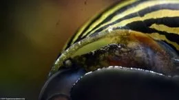 Escargot nérite immobile sur verre