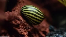 Zebra Nerite Snail Shell With Gold and Black Stripes