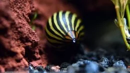 Zebra Nerite Snail On Lava Rock