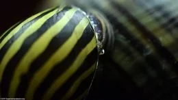 Pysk ślimaka Zebra Nerite i tajemniczego ślimaka, Zbliżenie