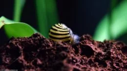 Zebra Nerite Snail カタツムリが身を起こす